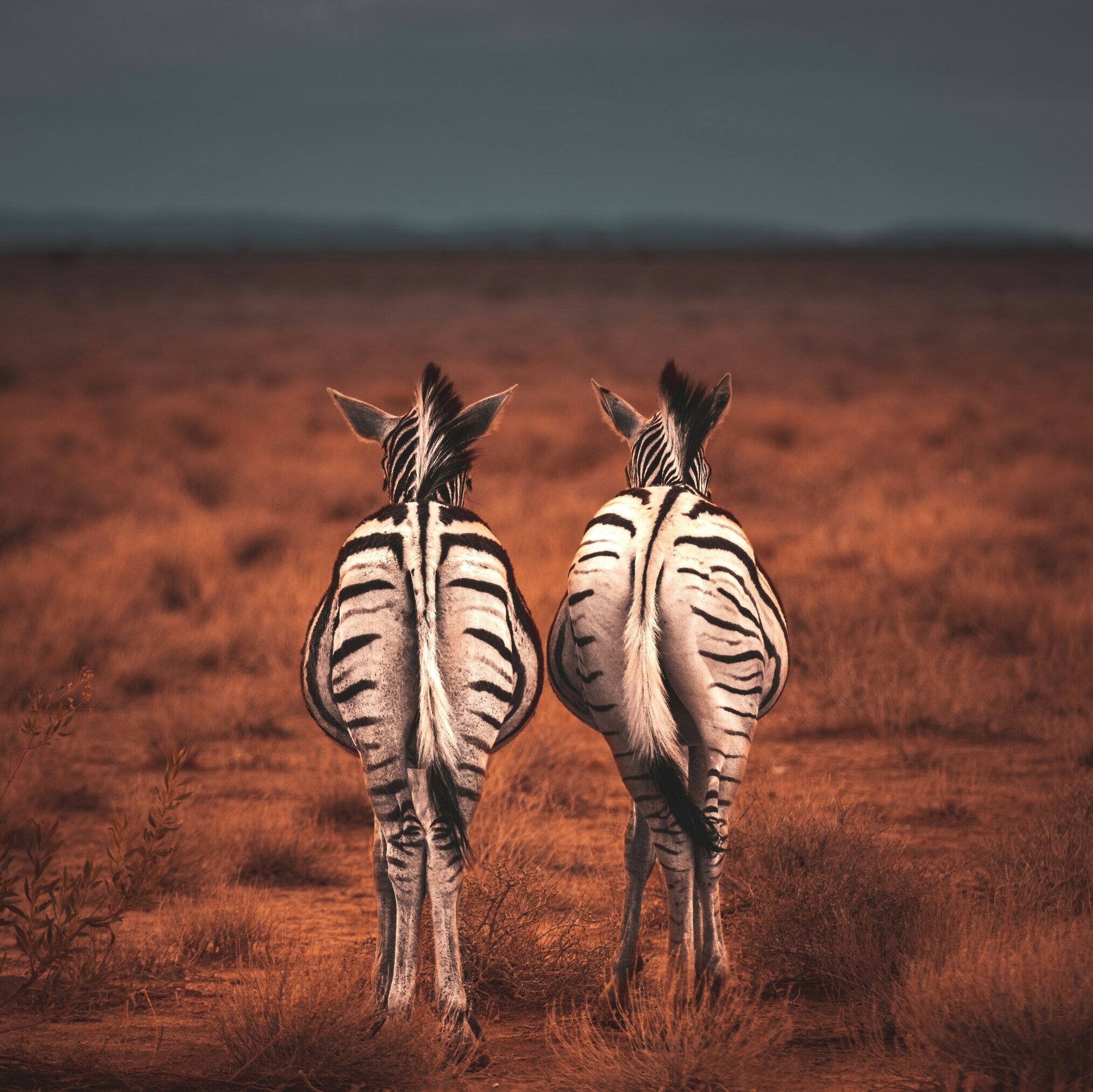 Zwei Zebras in der Wildnis