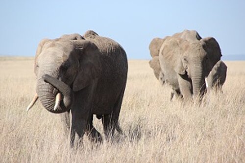Elefanten, Herde, Steppe