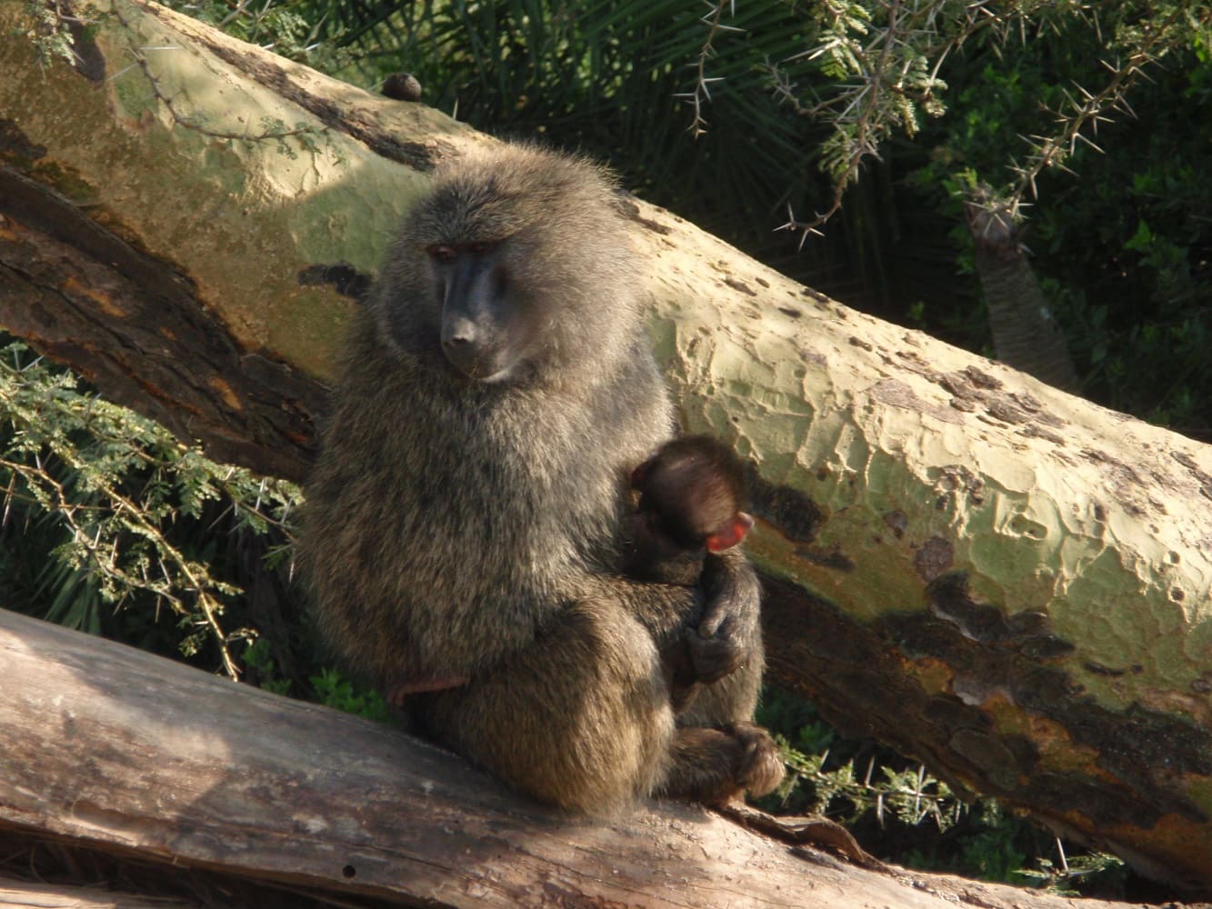 Affe mit Baby