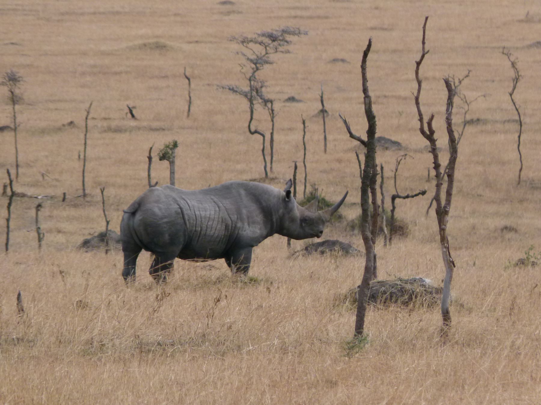 Nashorn im Ngorongoro Krater in Tansania