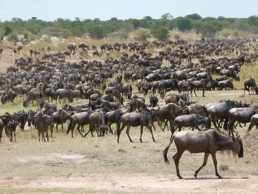 Gnuherde in der Serengeti in Tansania