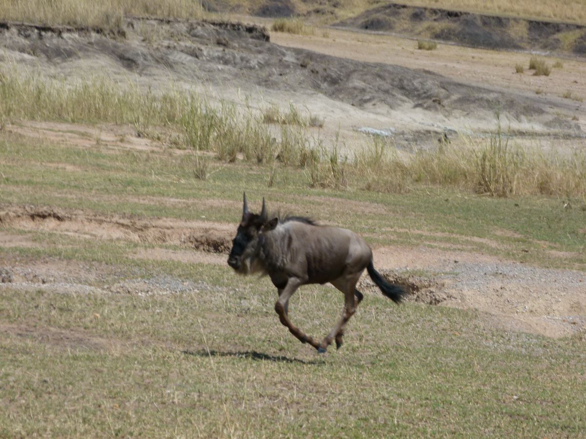 Gnu läuft auf der Wiese