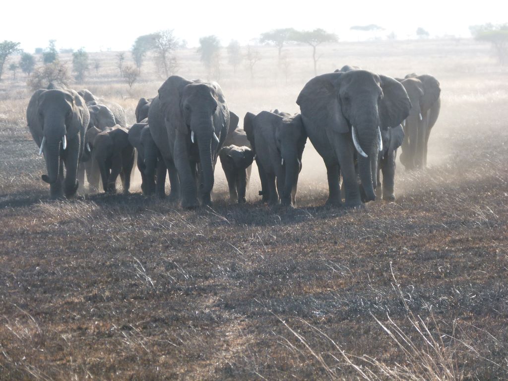 Elefantenherde im Ngorongoro Krater in Tansania
