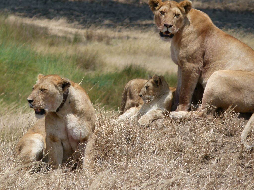Löwenfamilie im Serengeti Nationalpark in Tansania
