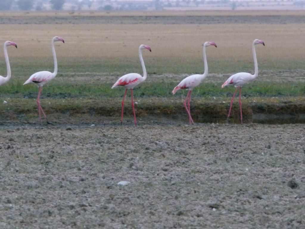 Flamingos am Lake Manyara in Tansania