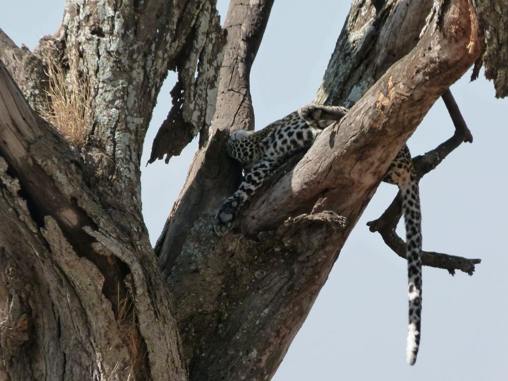Leopard im Baum in Tansania