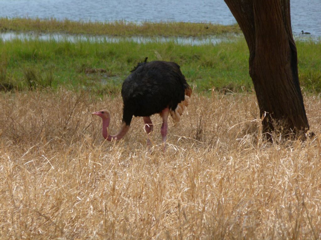 Strauß im Nationalpark in Tansania