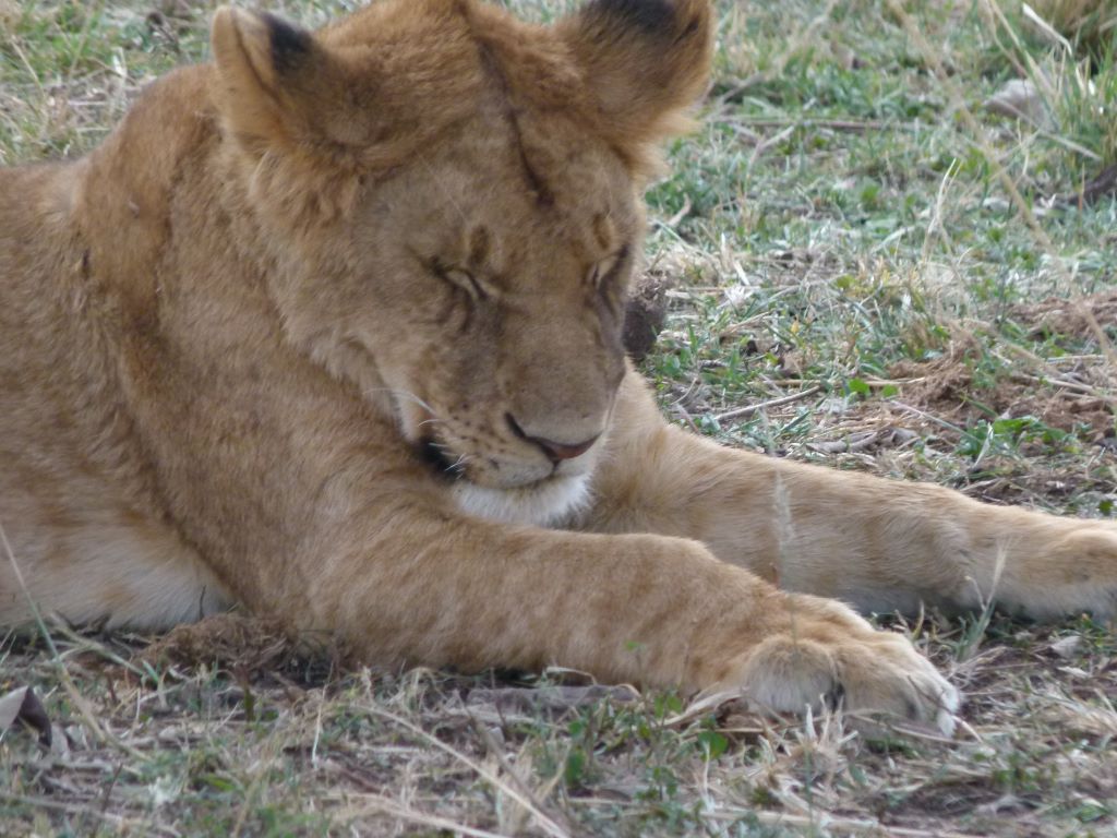 Löwe im Ngorongoro Krater