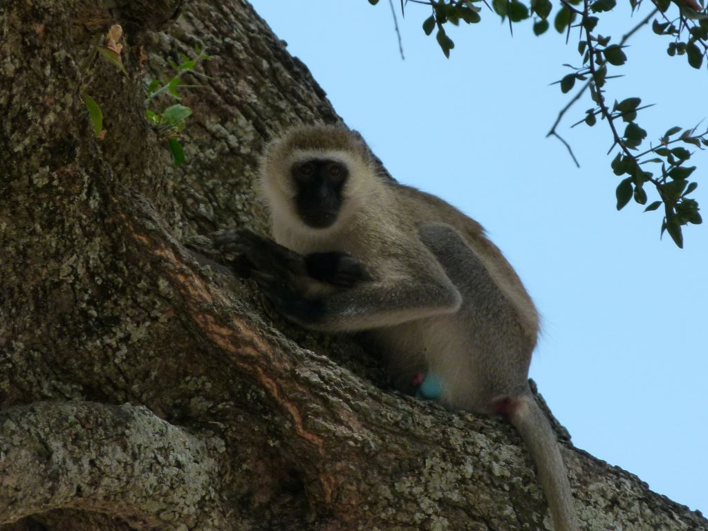 Meerkatze in den Bäumen des Tarangire Nationalparks in Tansania