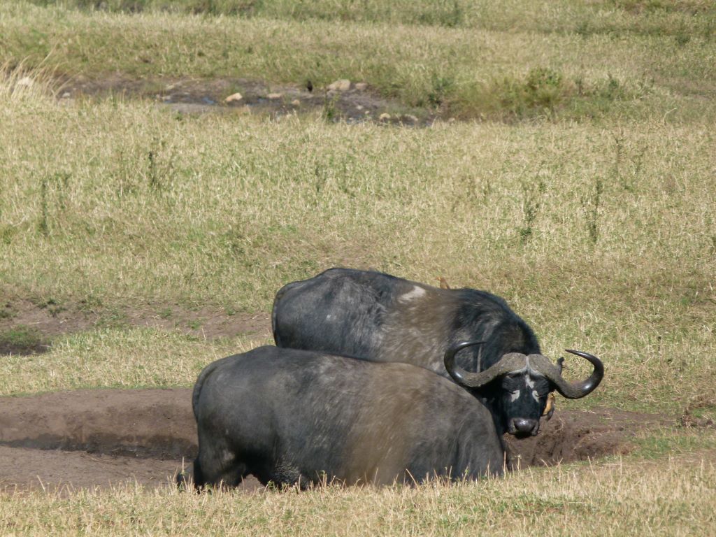 Büffel im Tarangire Nationalpark in Tansania