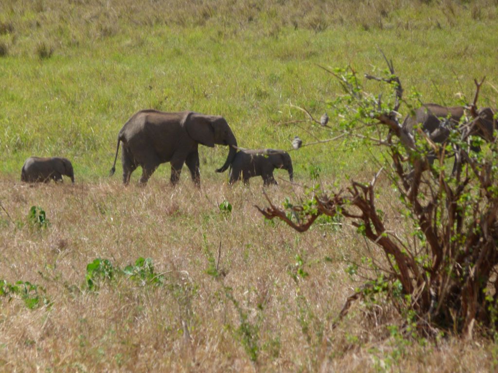 Elefantenherde im Tarangire Nationalpark