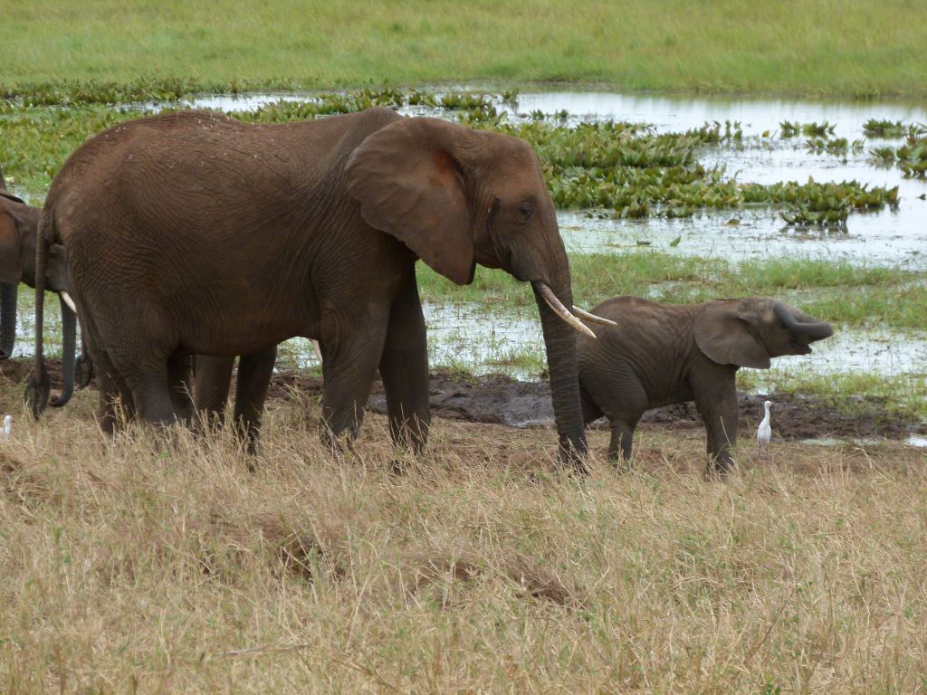 Elefanten am Wasserloch der Serengeti in Tansania