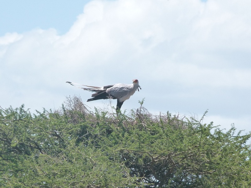 Vogel hält Ausschau