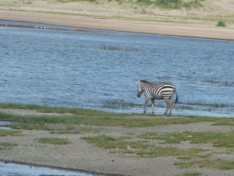 Zebra geht auf den Fluss zu