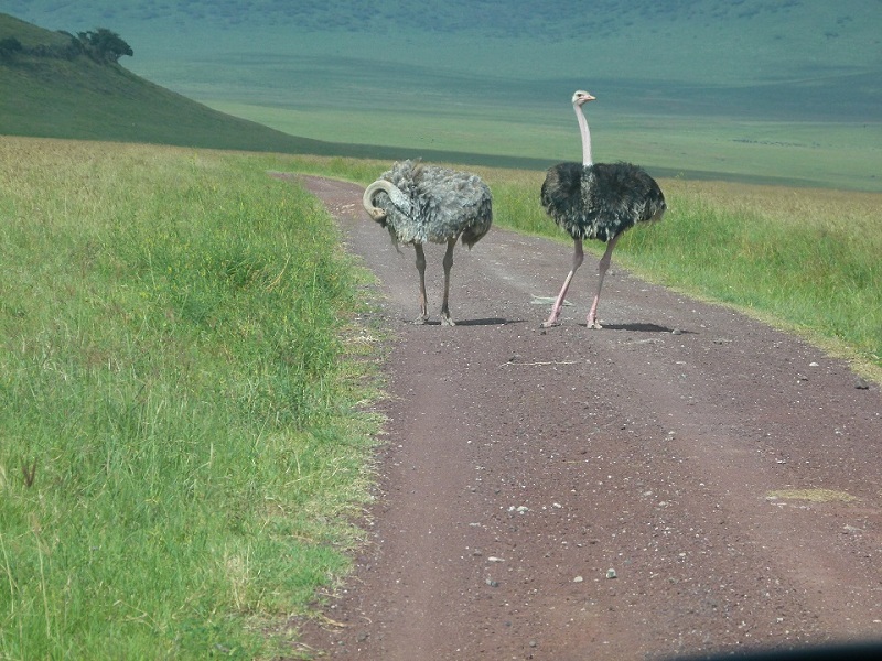 zwei Strausse stehen auf der Straße