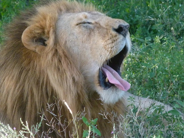 Löwe gähnt in der Wieser