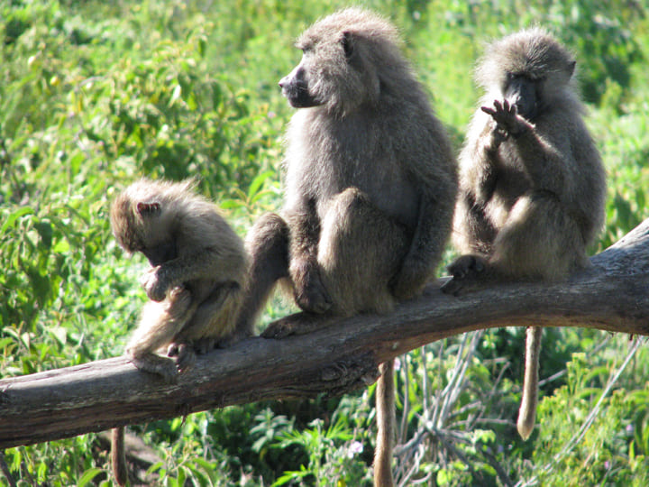 Affen sitzen auf dem Baum