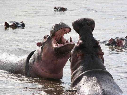 Nilpferde spielen im Wasser