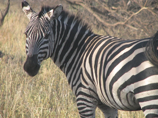 Zebra steht auf der Wiese