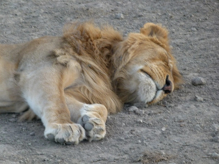 Löwe ruht sich aus