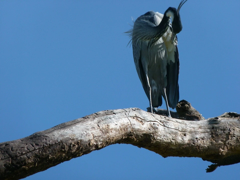 Vogel putzt sich auf einem Ast