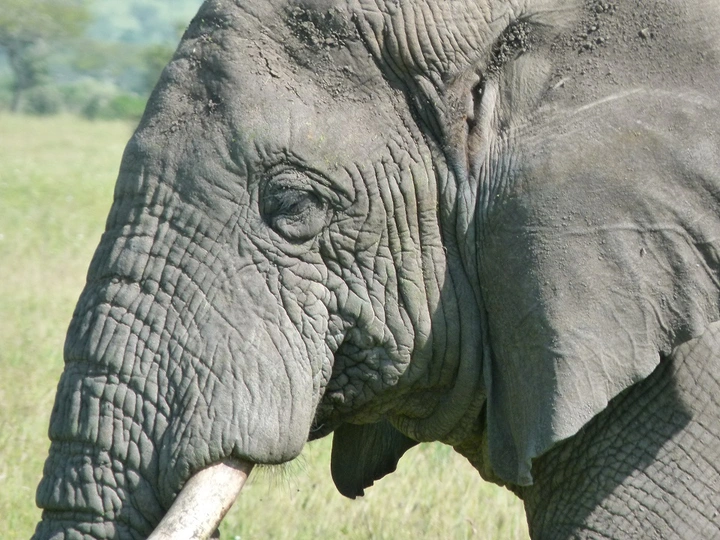 Elefant, Elefantenohren