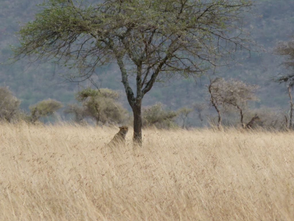 Gepard in der Buschlandschaft von Tansania