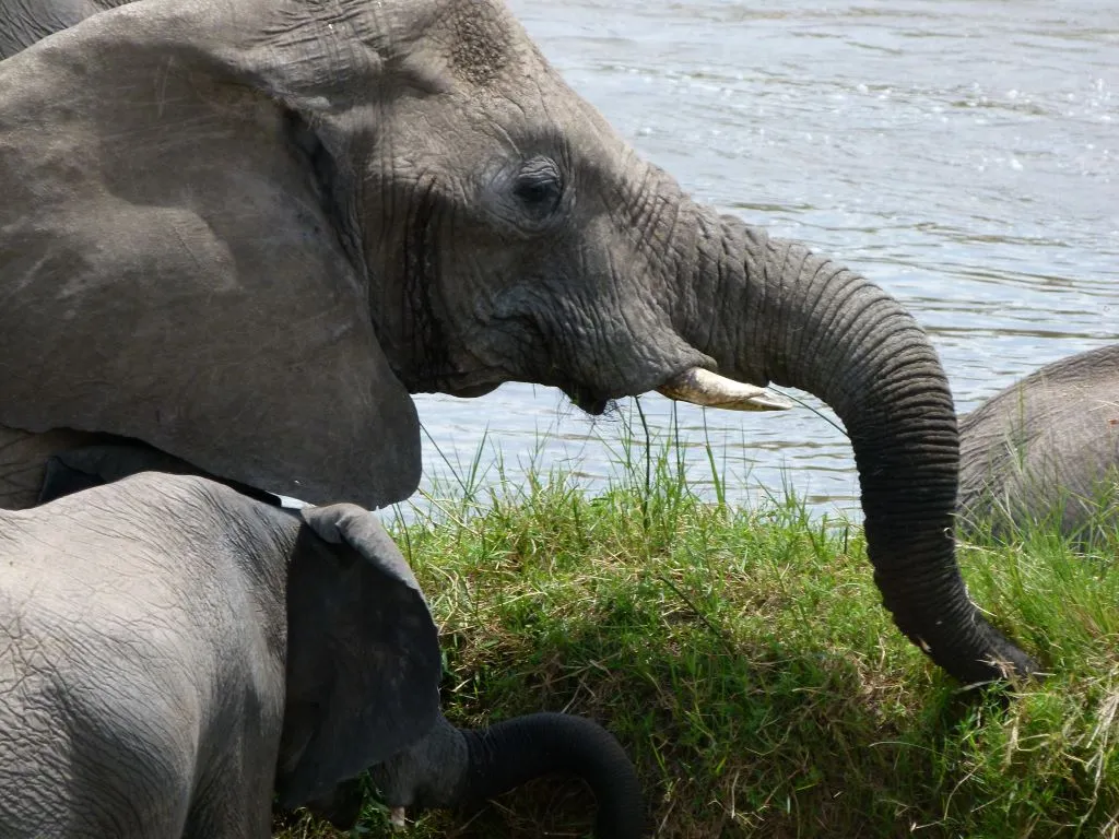 Elefanten baden im Tarangire Nationalpark in Tansania