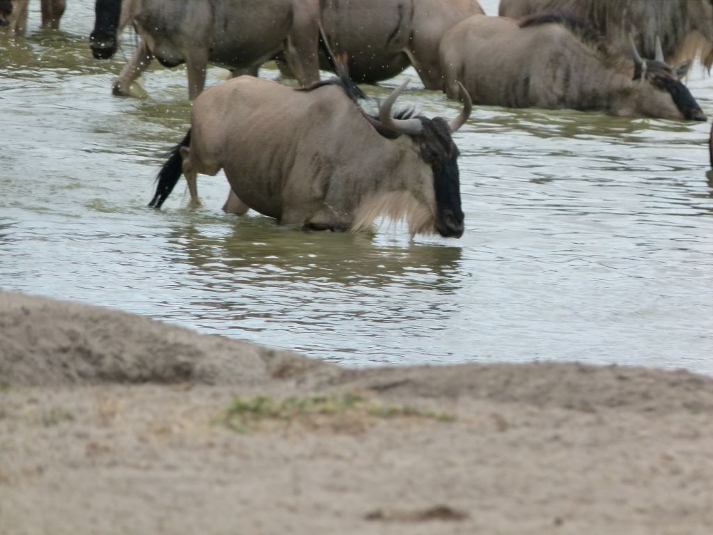 Gnu am Mara River zwischen Tansania und Kenia