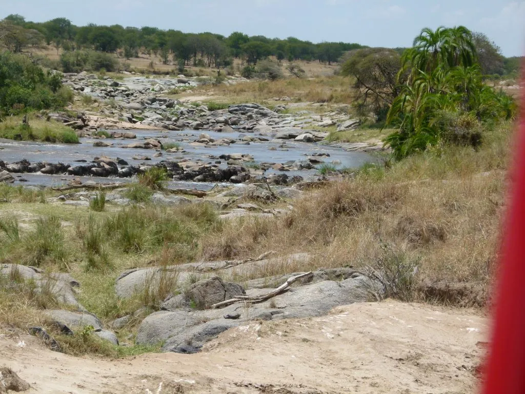 Gnu Mara River Crossing Tansania