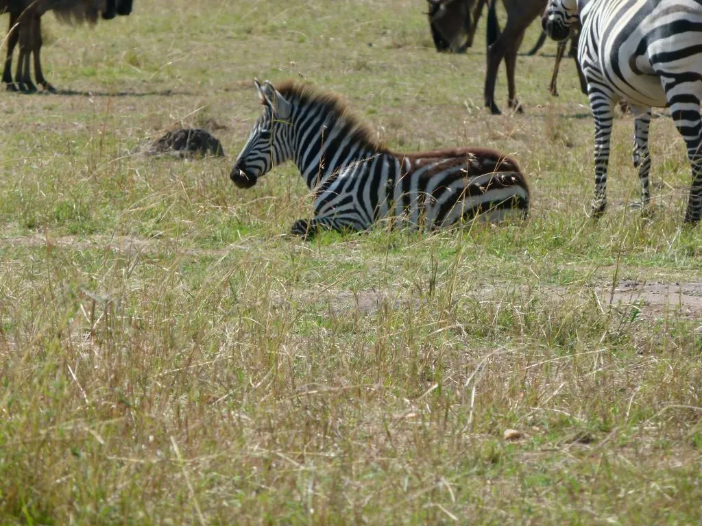 Babyzebra im Lake Manyara in Tansania