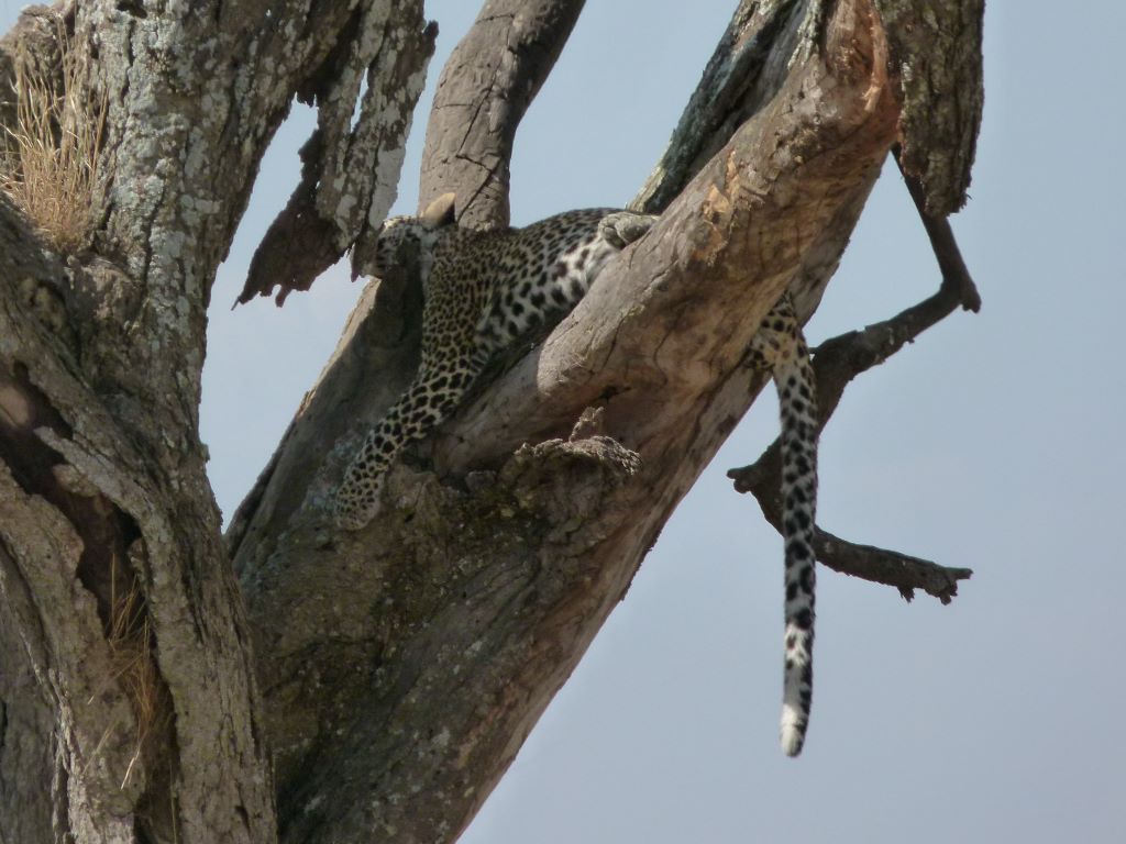Leopard im Baum in der Serengeti