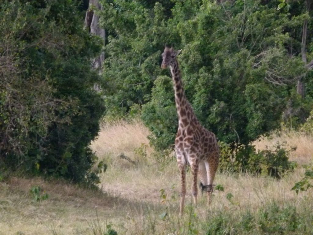 Giraffe im Tarangire Nationalpark in Tansania