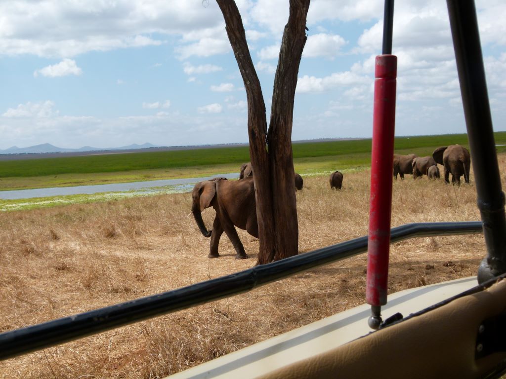 Elefantenherde im Tarangire Nationalpark in Tansania