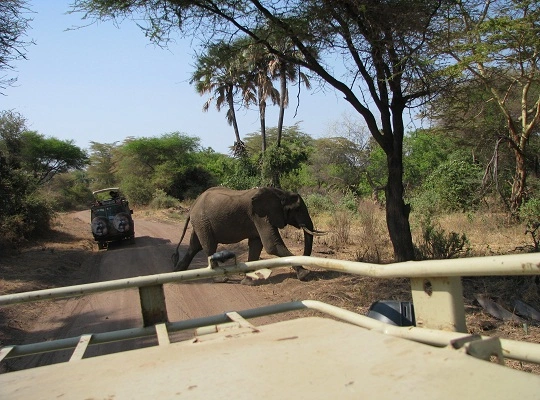 Elefant überquert Straße