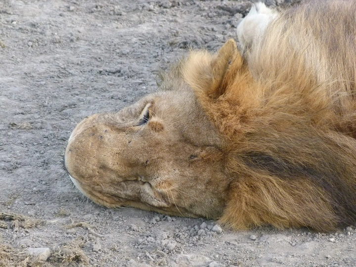 Löwe ruht sich aus