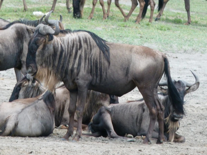 Mehrere Gnus, Gnuherde