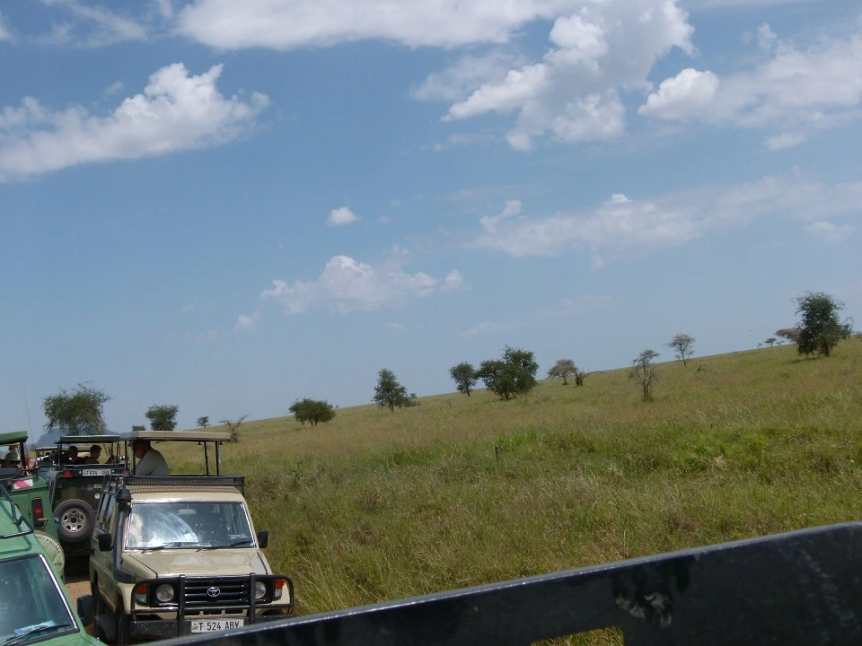 Safariautos auf der Pirsch
