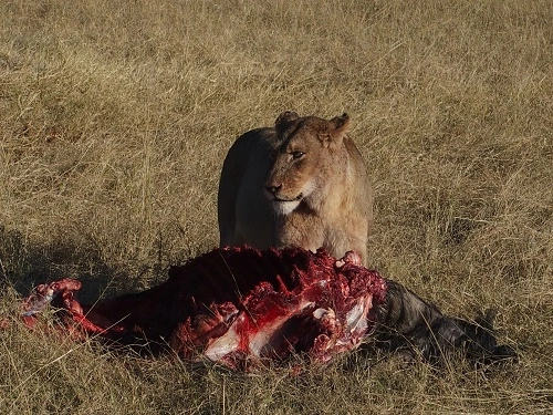 Löwe mit Beute