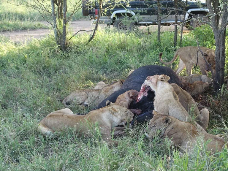 Löwen fressen Büffel