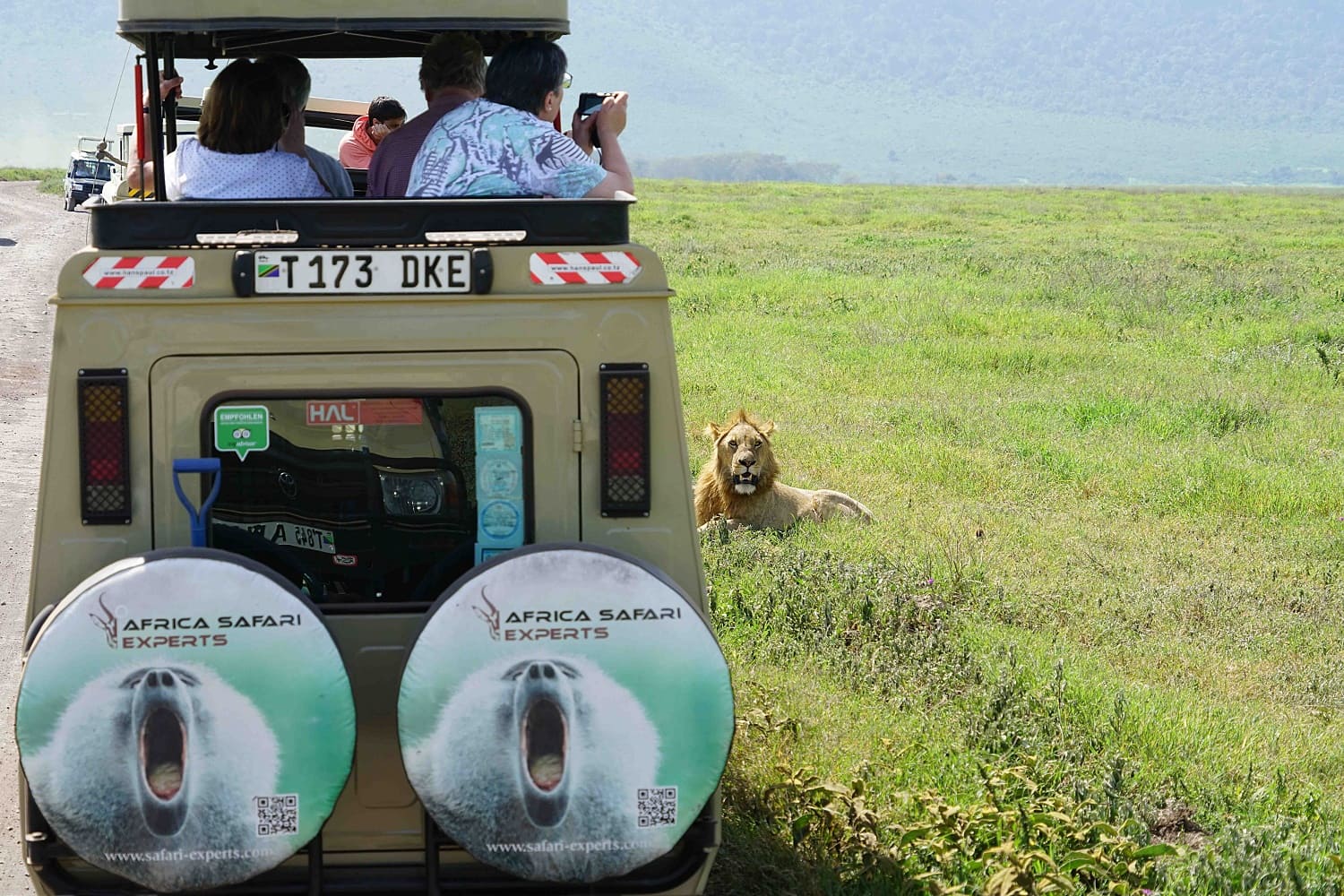 Löwe wird aus Safariauto fotografiert