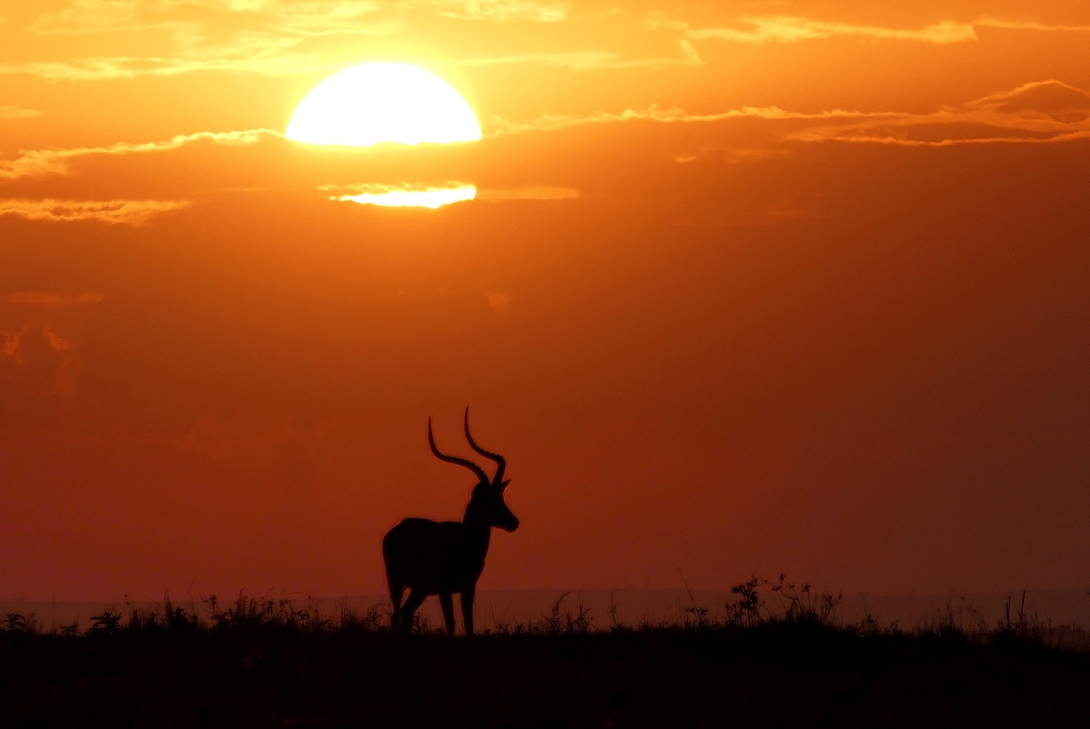 Sonnenuntergang mit Impala