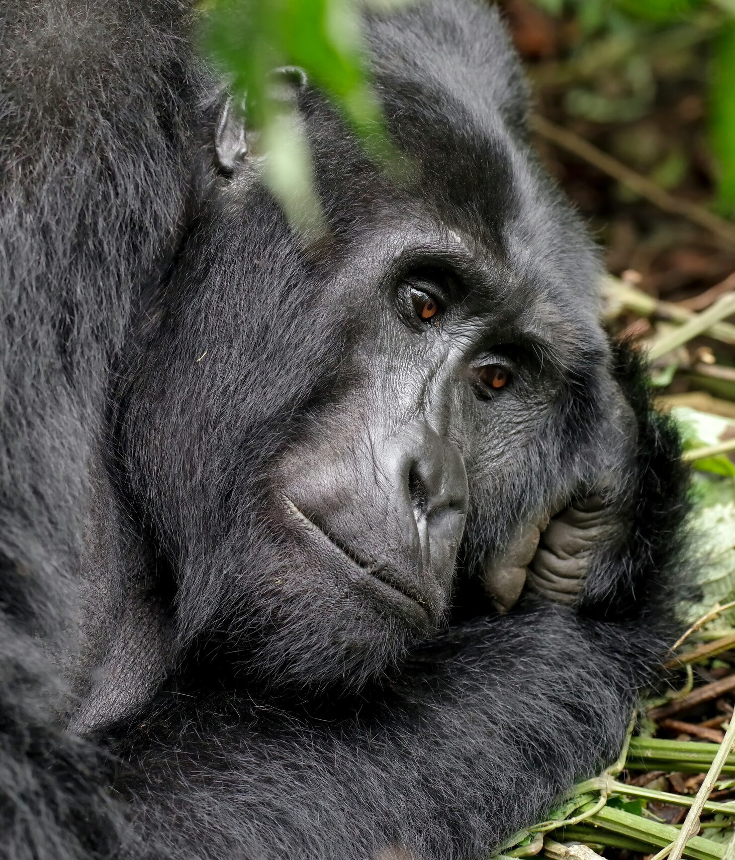 Gorillla, Pflanze