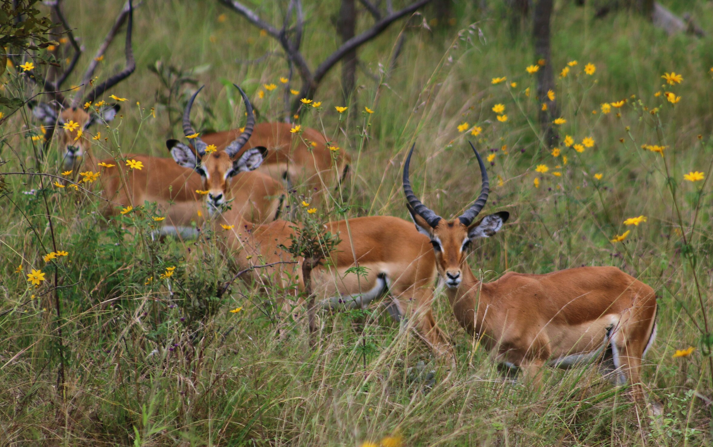 Wiese, Antilopen
