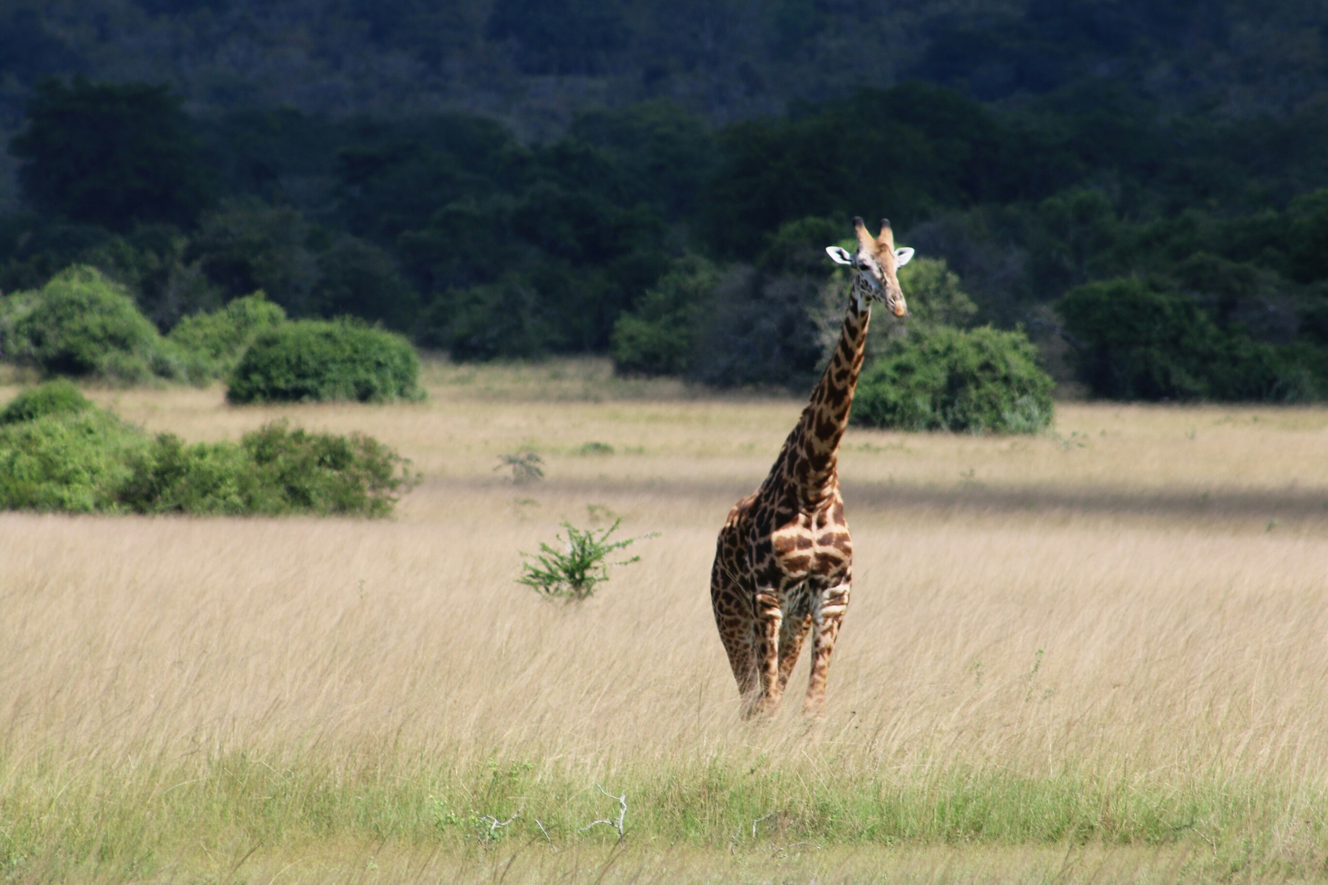 Giraffe, Wiese