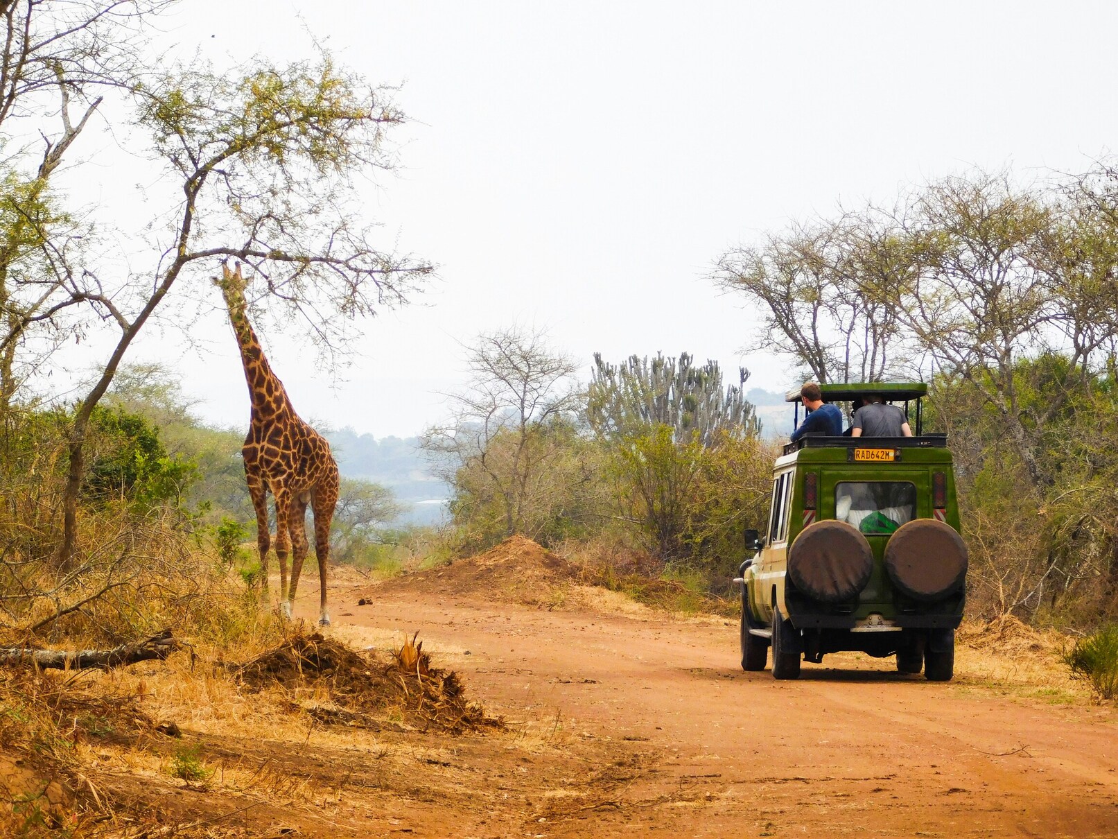 Safari-Auto, Giraffe