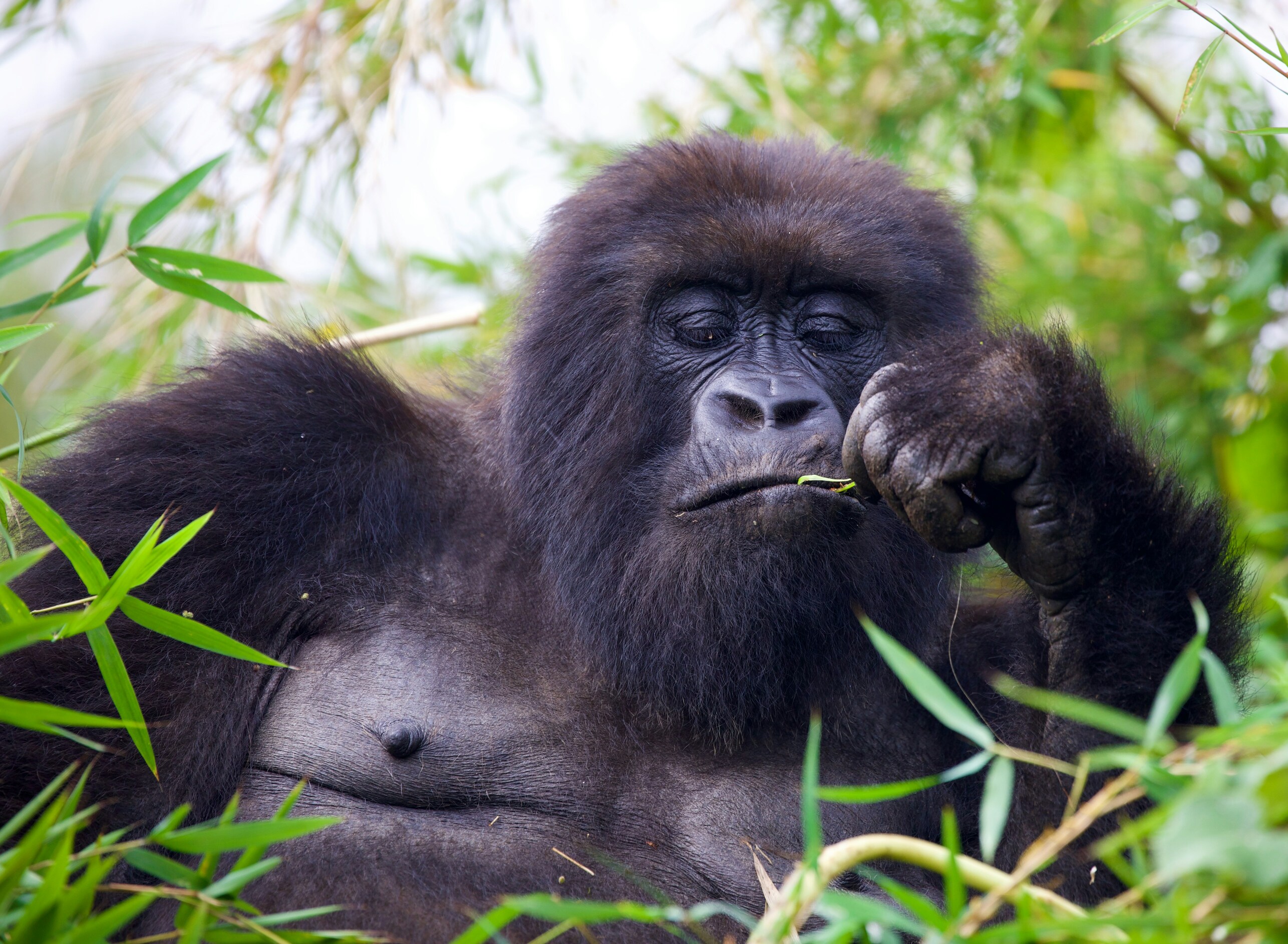Gorilla im Gras