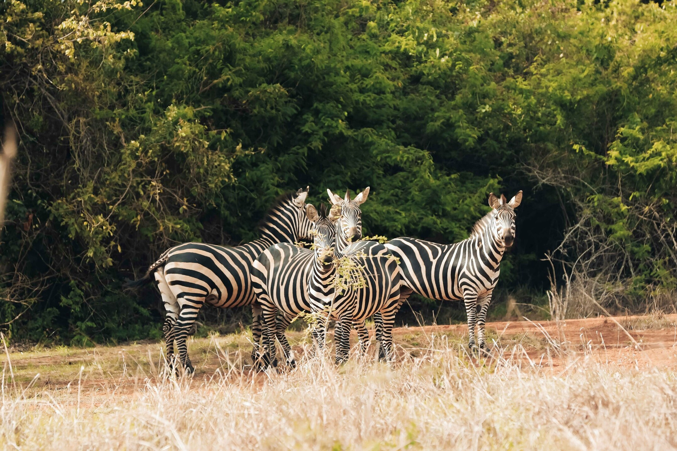 Zebras, Wald
