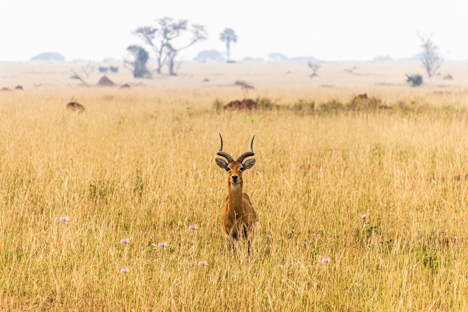 Antilope im Gras