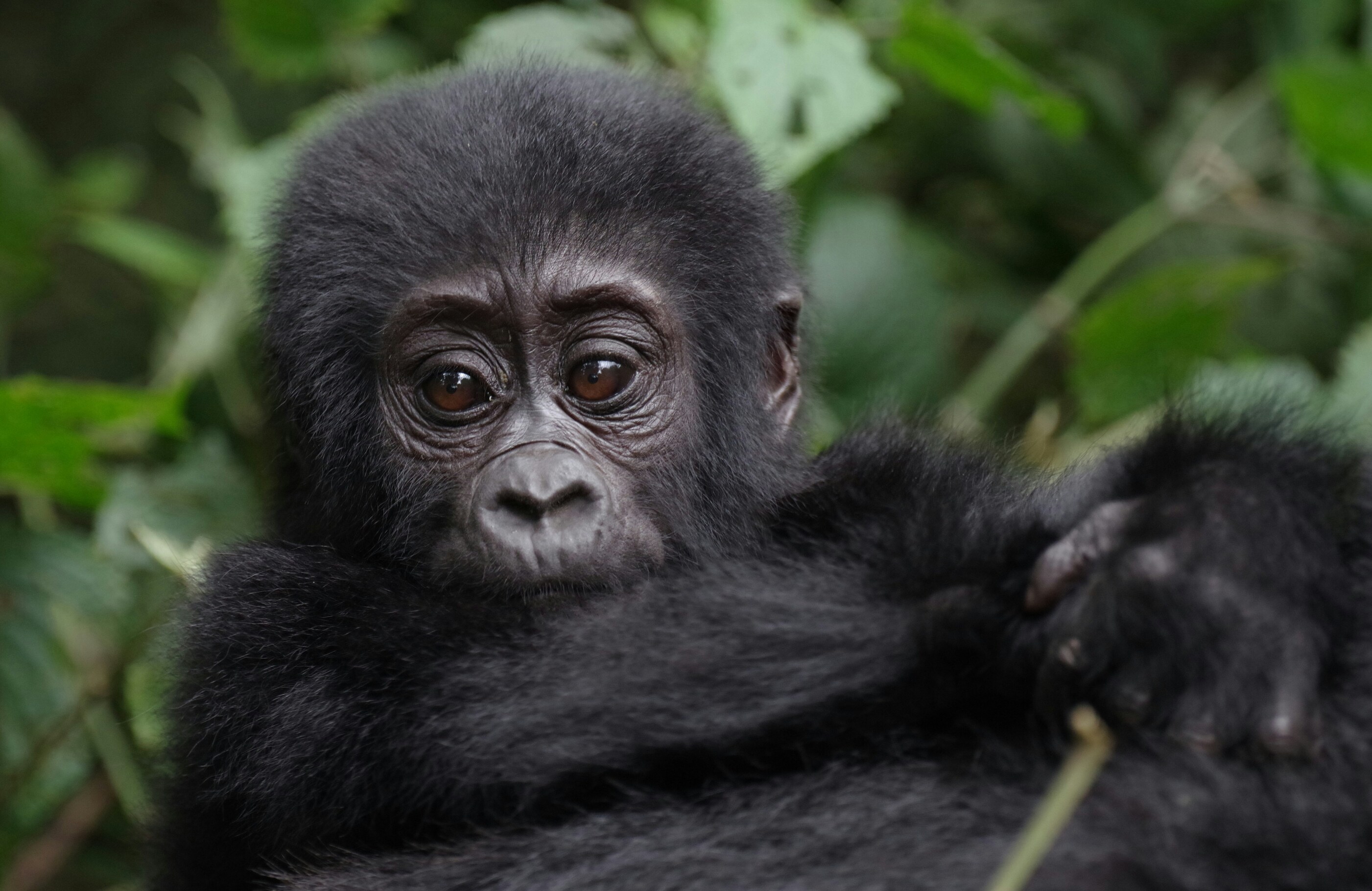 Gorillababy im Baum